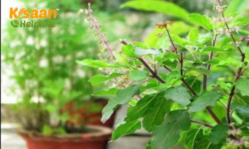 तुलसी की खेती में कम लागत में कर सकते है लाखों की कमाई, जानिए कैसे करें शुरुआत